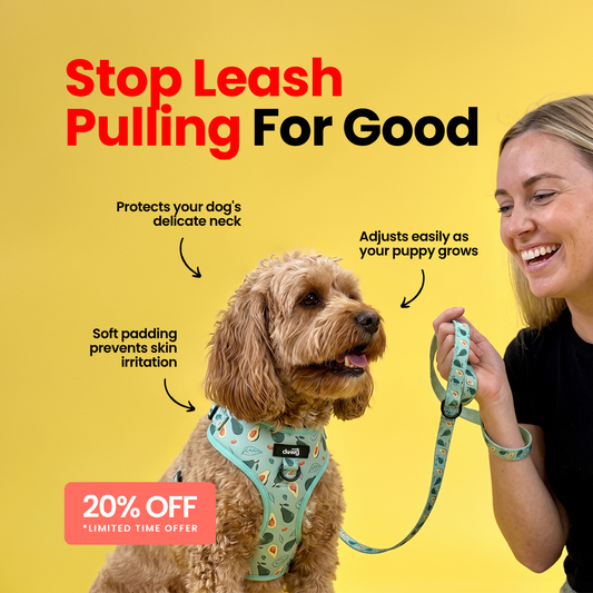 Avocado No-Pull Harness