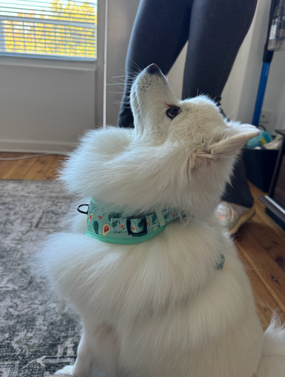 Avocado No-Pull Harness